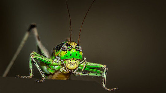 grasshopper