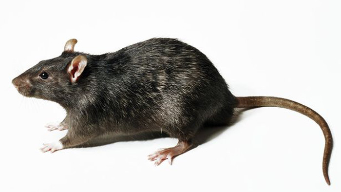 rat